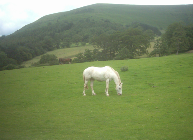 A grey horse, Gospel Pass, Wales. photo
